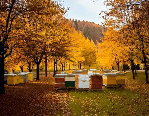 Včelky – listopad