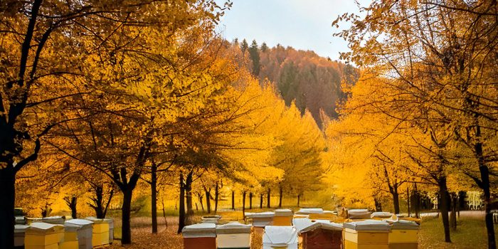 Včelky – listopad