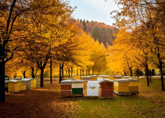 Včelky – listopad