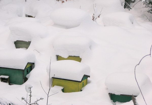 Včelky – prosinec