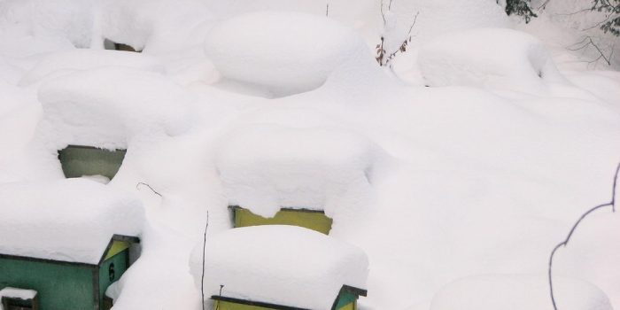 Včelky – prosinec