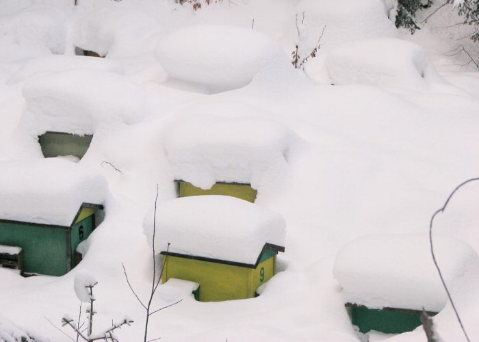 Včelky – prosinec