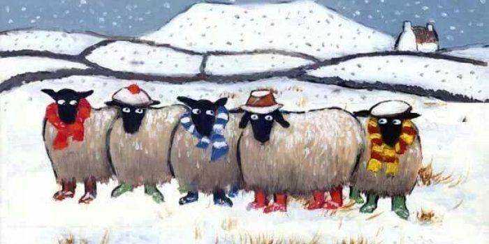 OVEČKY – LEDEN 2026