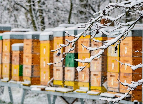 Včelky – leden