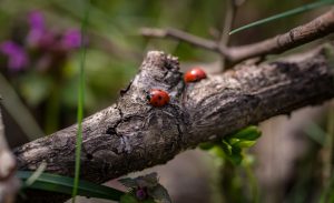 Close-up of two ladybugs on a tree branch in a natural setting.